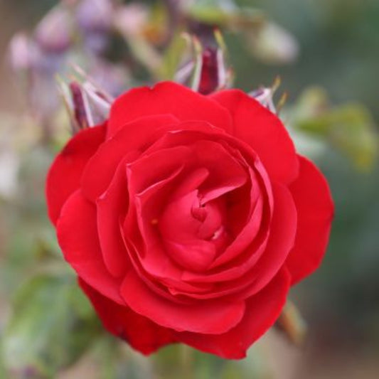 Rose 'Dublin Bay' Climbing Rose 4L