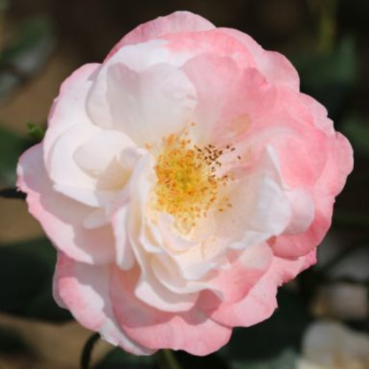 Rose 'English Miss' Floribunda Rose 3L