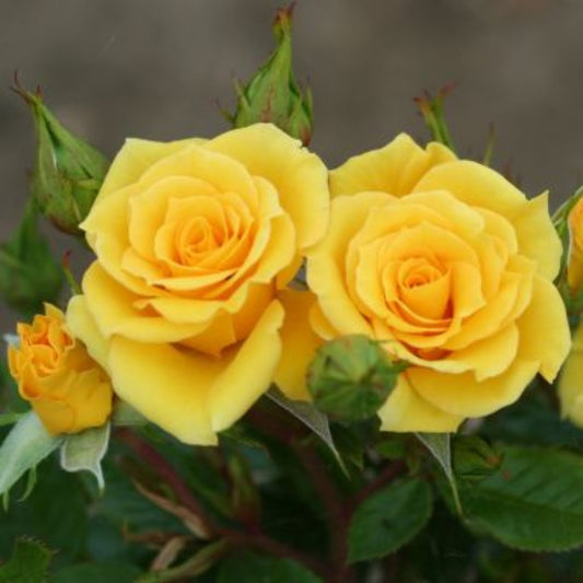 Rose 'Flower Power Gold' Patio Rose 3L