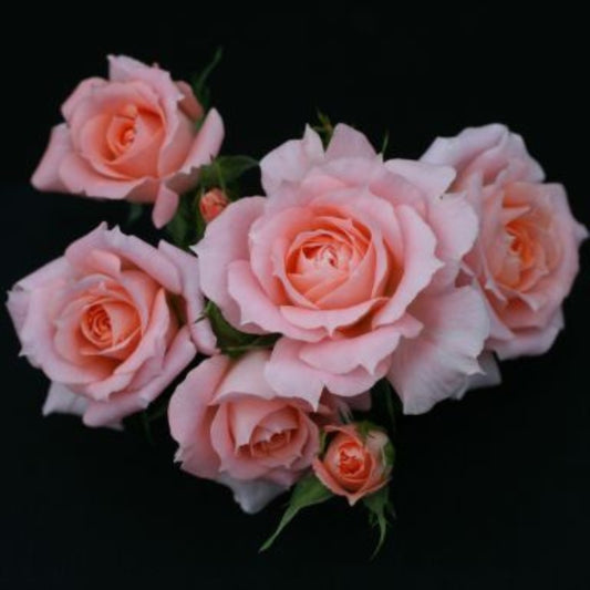 Rose 'Flower Power' Patio Rose 3L