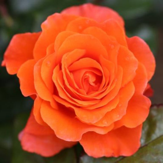 Rose 'For You With Love' Floribunda Rose 3L