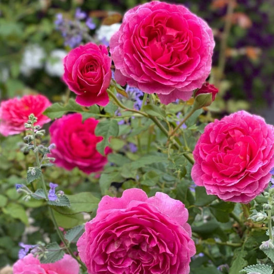 Rose 'Gabriel Oak' English Shrub Rose 6L