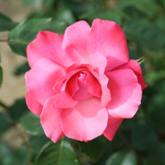 Rose 'Galway Bay' Rambling Rose 4L