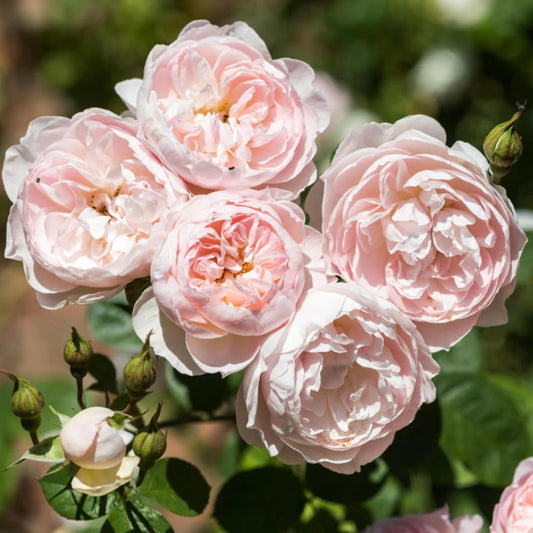 Rose 'Gentle Hermione' English Shrub Rose 6L