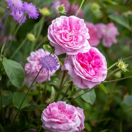 Rose ‘Gertrude Jekyll’ English Shrub Rose 6L