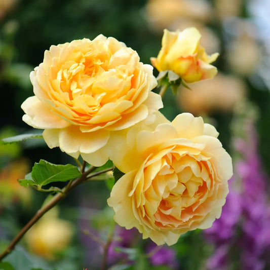 Rose 'Golden Celebration' English Shrub Rose 6L