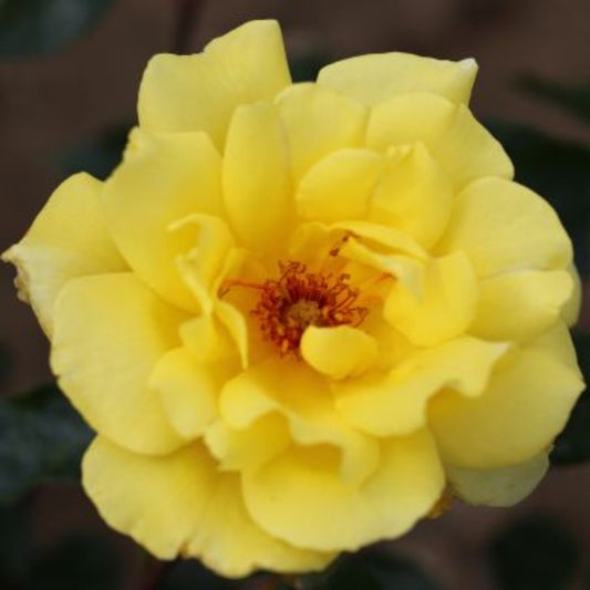 Rose 'Golden Showers' Climbing Rose 4L