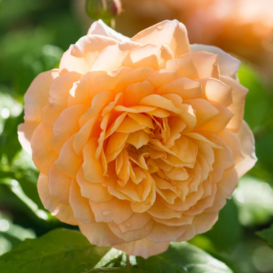 Rose 'Grace' English Shrub Rose 6L
