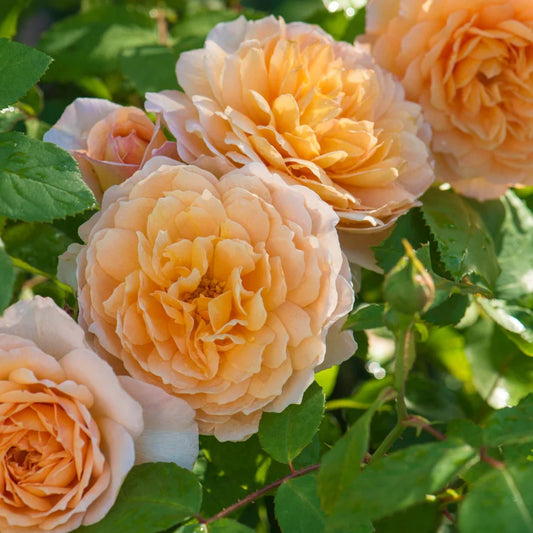 Rose 'Grace' English Shrub Rose 6L