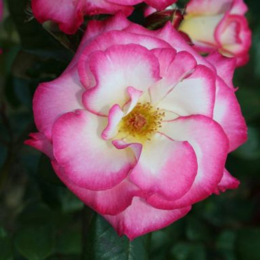 Rose 'Handel' Climbing Rose 4L