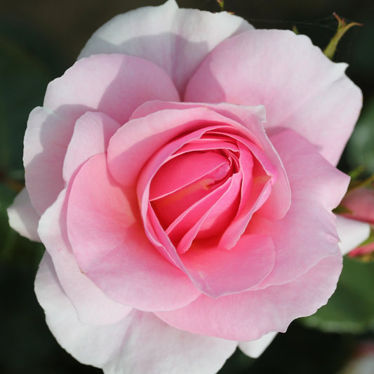 Rose 'Happy Silver Wedding' Floribunda Rose 3L