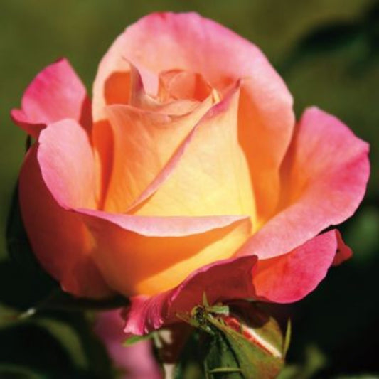 Rose 'Inspiration' Hybrid Tea Rose 3L