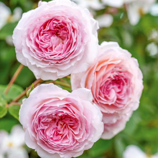 Rose 'James Galway' English Climbing Rose 6L