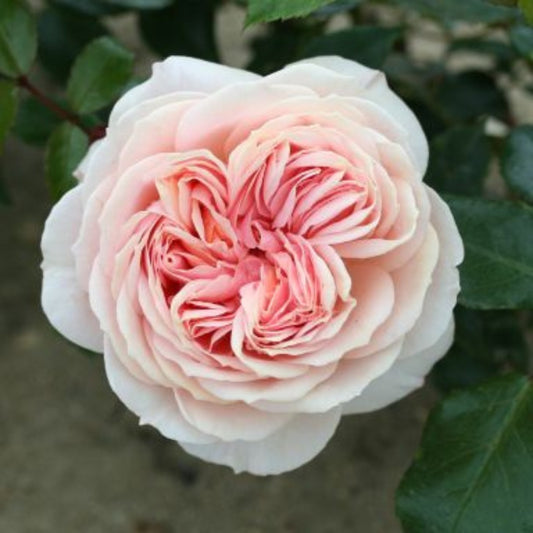 Rose 'Joie de Vivre' Floribunda Rose 3L
