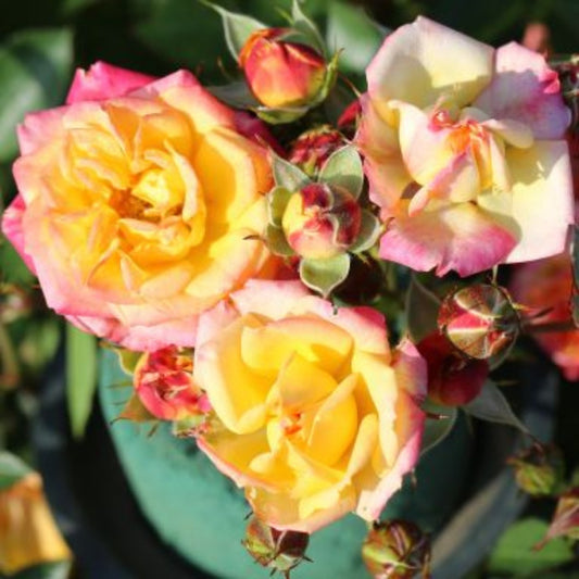Rose 'Little Sunset' Patio Rose 3L