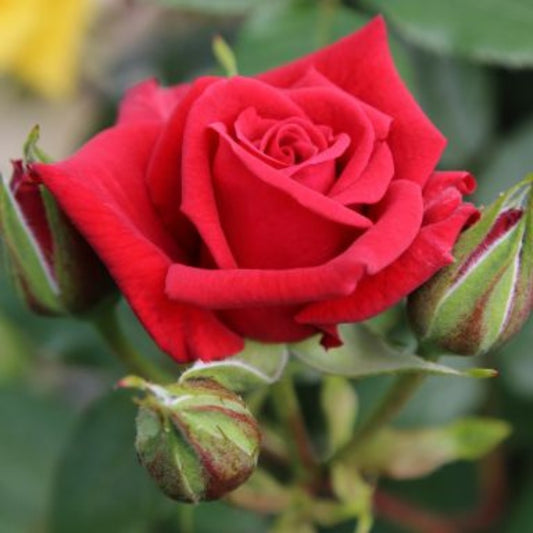 Rose 'Love Knot' Climbing Rose 4L