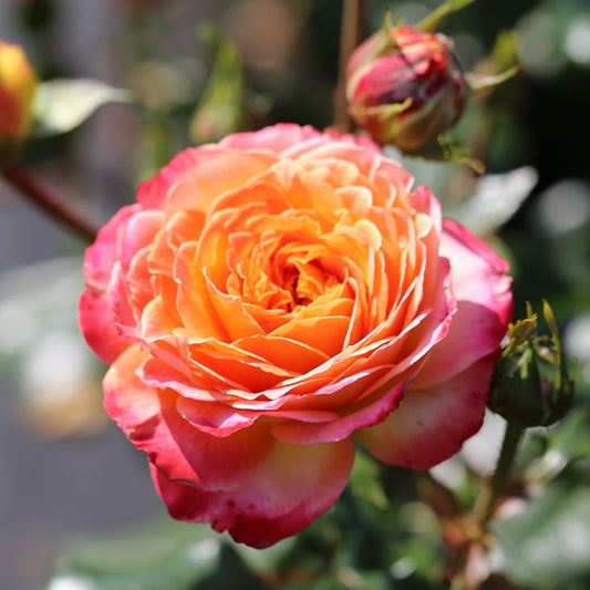 Rose ‘Meteor’ Shrub Rose 3L