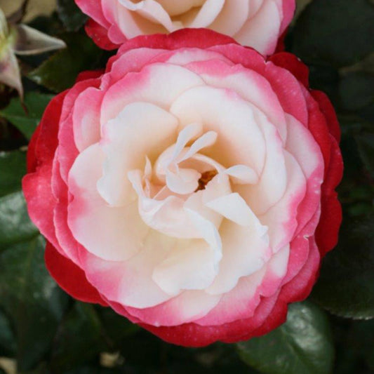 Rose ‘Nostalgia’ Hybrid Tea Shrub Rose 3L