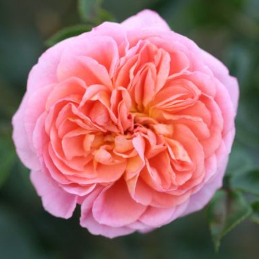 Rose 'Pirouette' Rambling Rose 4L