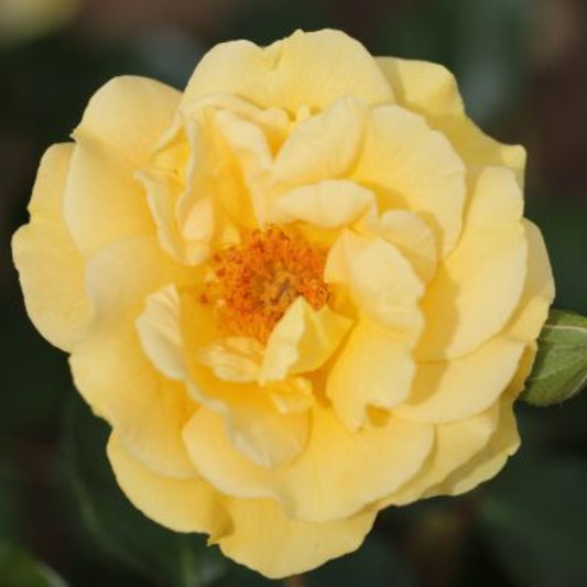Rose 'Precious Gold' Floribunda Rose 3L