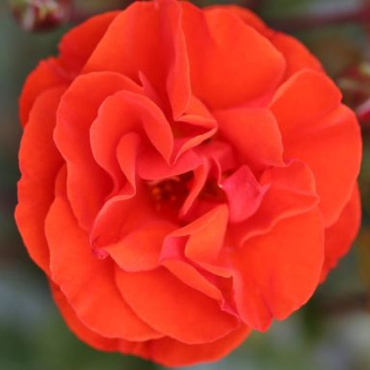 Rose 'Precious Love' Floribunda Rose 3L