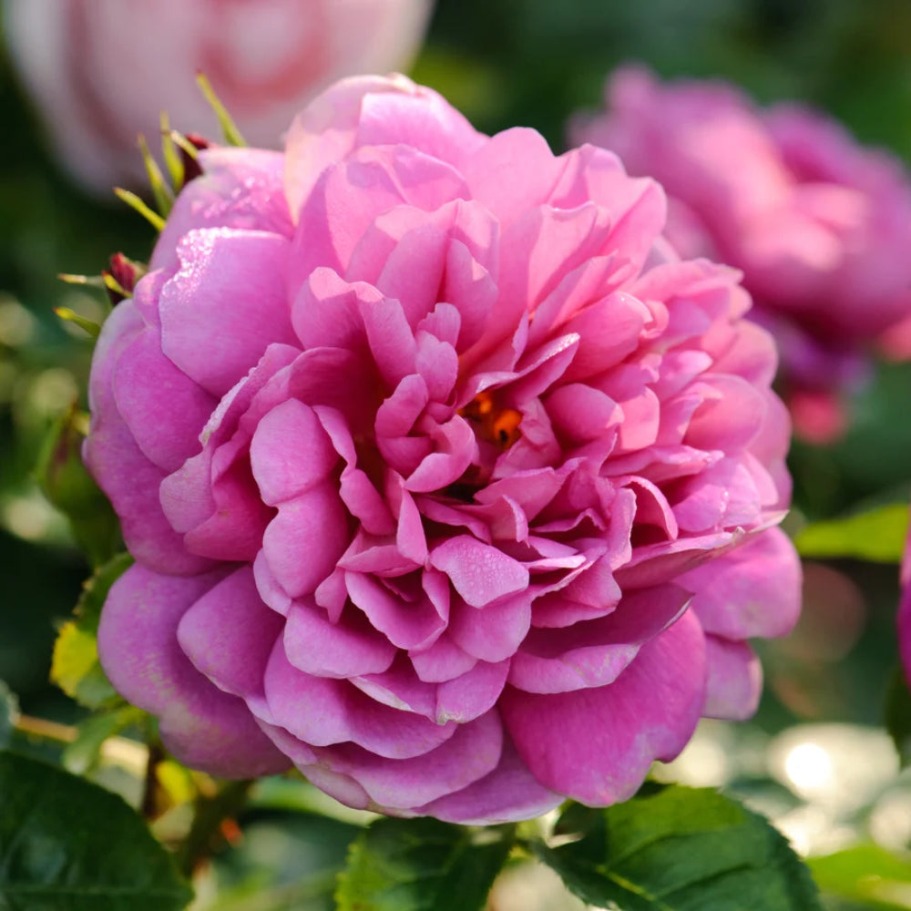 Rose 'Princess Anne' English Shrub Rose 6L