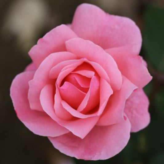 Rose 'Queen Elizabeth' Floribunda Rose 3L