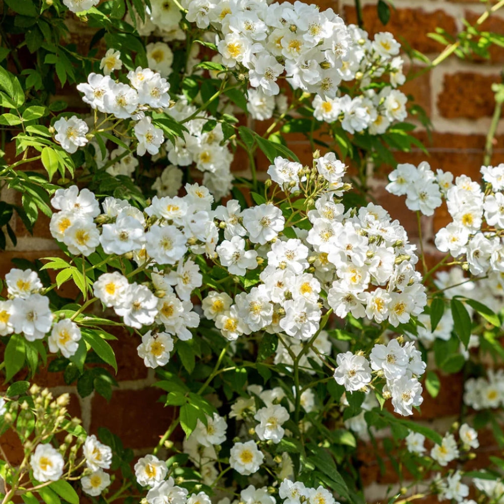 Rose 'Rambling Rector' English Rambling Rose 6L – Polhill