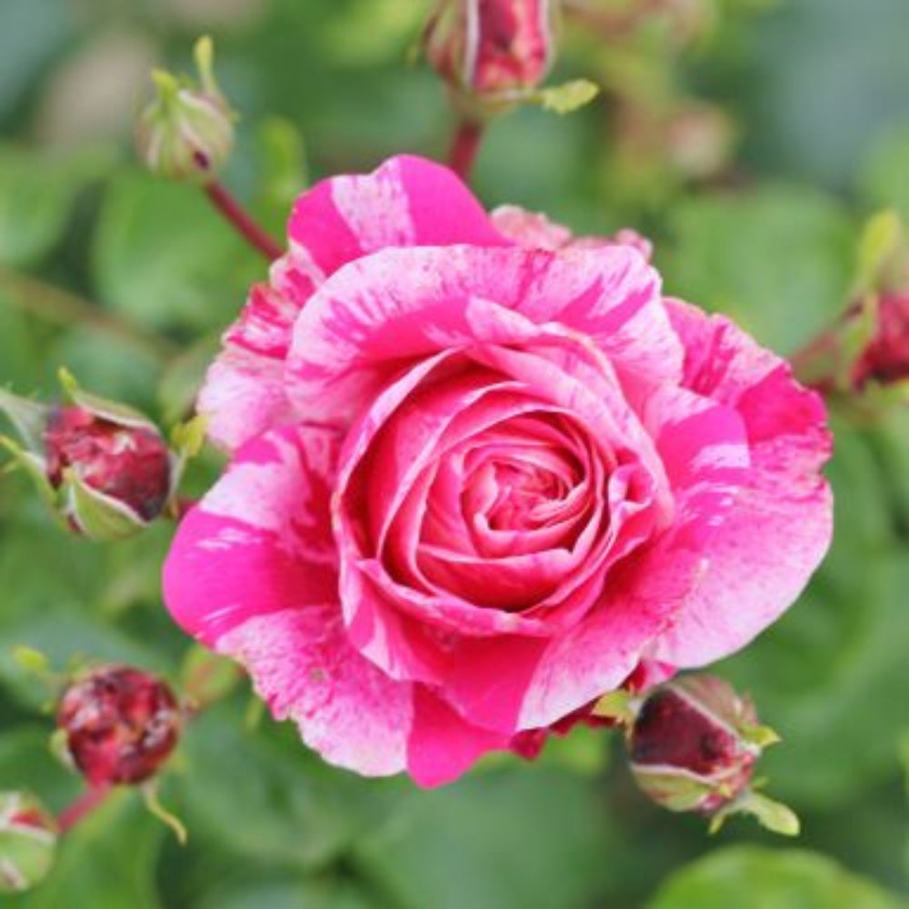 Rose 'Raspberry Cream Twirl' Climbing Rose 4L | Polhill
