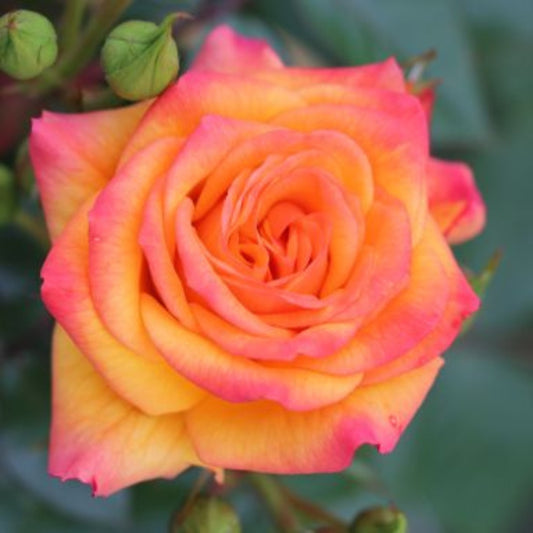 Rose 'Redova' Climbing Rose 4L