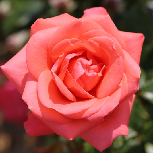 Rose 'Showtime Coral Pink' Hybrid Tea Rose 3L