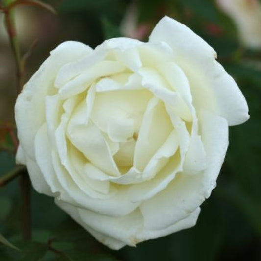 Rose 'Silver Anniversary' Hybrid Tea Rose 3L
