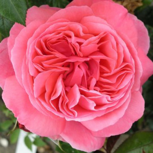 Rose 'Special Anniversary' Hybrid Tea Rose 3L