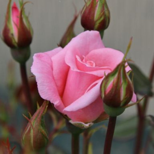 Rose 'Star Performer' Climbing Rose 4L