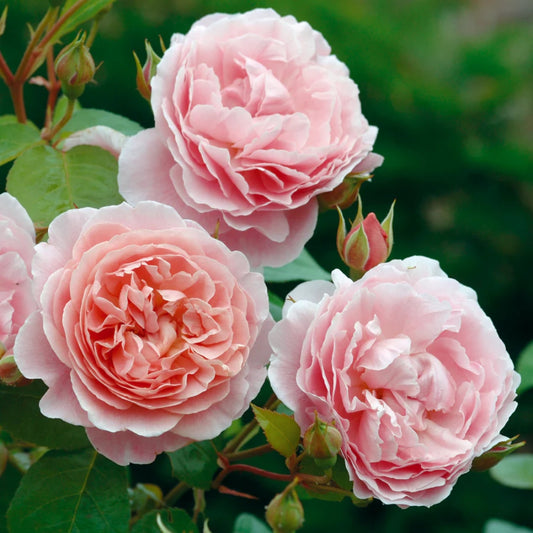 Rose 'Strawberry Hill' English Climbing Rose 6L