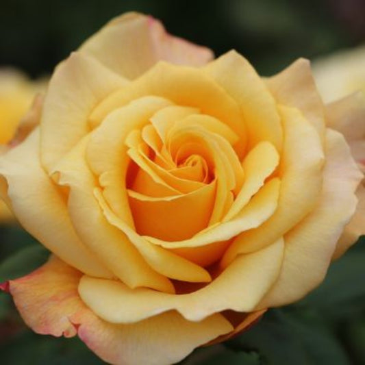 Rose 'Sunny Sky' Hybrid Tea Rose 3L