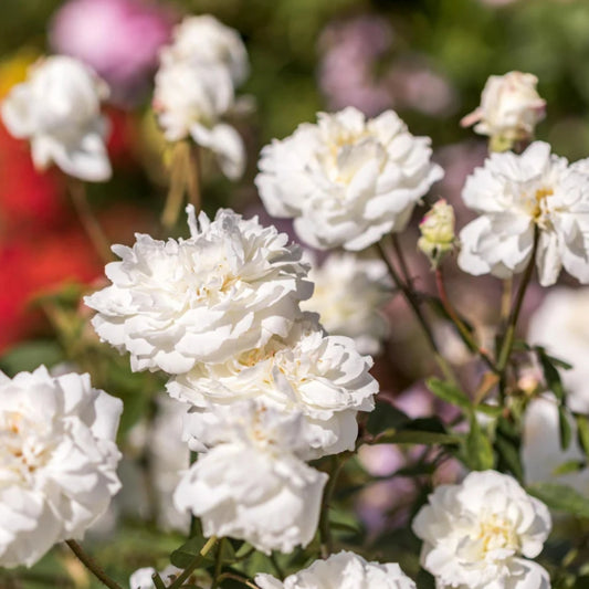 Rose 'Susan Williams-Ellis' English Shrub Rose 6L