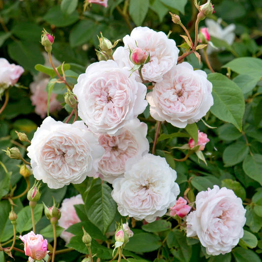 Rose ‘The Albrighton Rambler’ English Rambling Rose 6L
