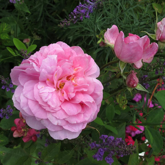 Rose 'The Mayflower' English Shrub Rose 6L