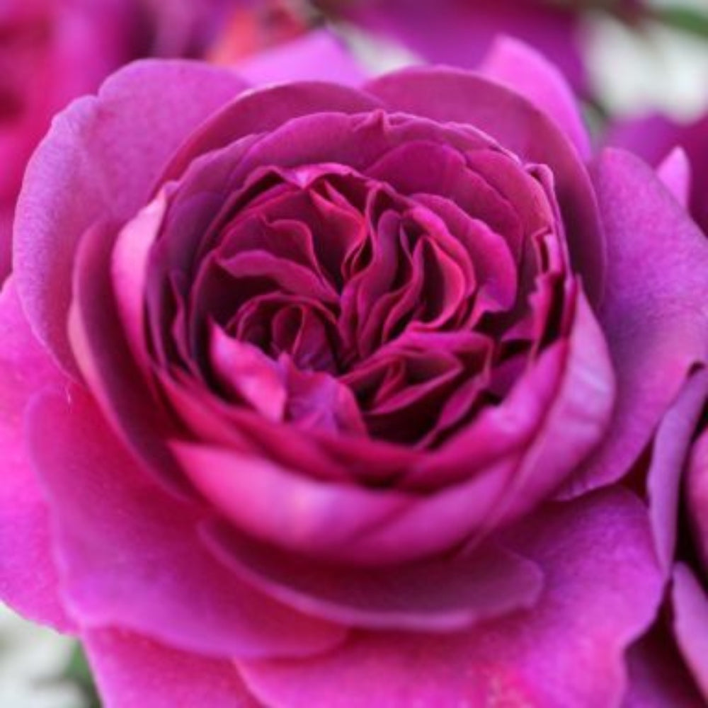 Rose 'Timeless Purple' Hybrid Tea Rose 3L