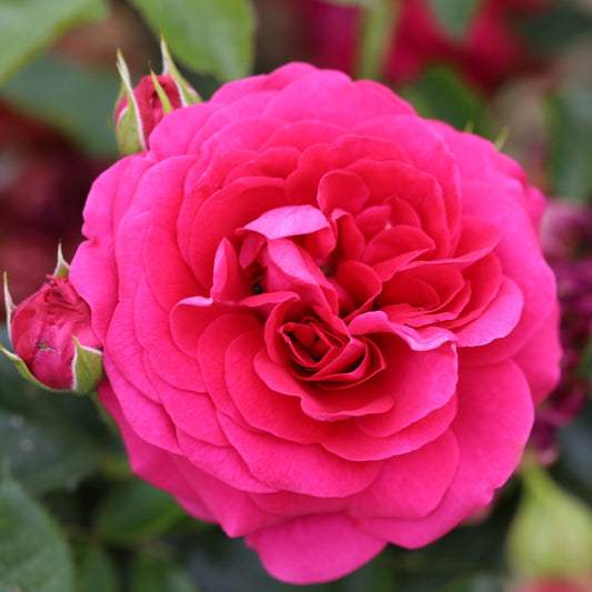 Rose 'Truly Loved' Floribunda Rose 3L