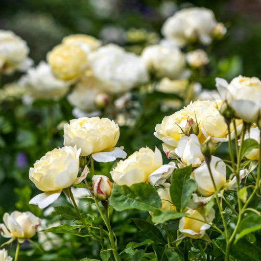 Rose ‘Vanessa Bell’ English Shrub Rose 6L