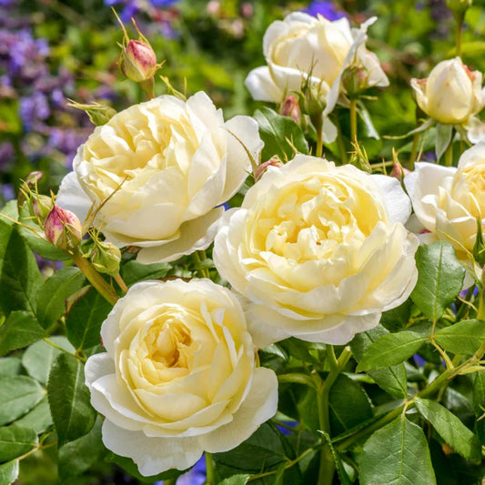 Rose ‘Vanessa Bell’ English Shrub Rose 6L