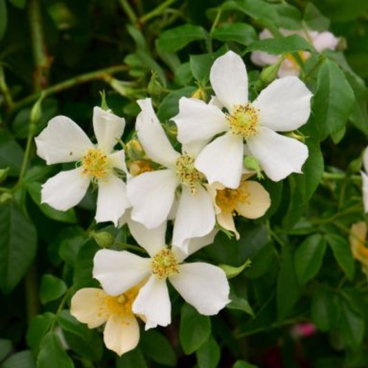 Rose 'Wedding Day' Rambling Rose 4L