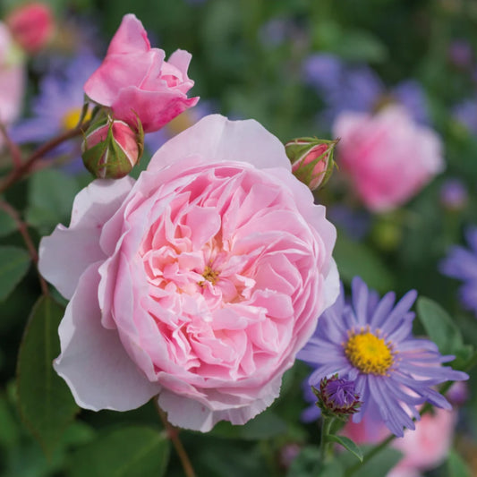 Rose 'Wisley 2008' English Shrub Rose 6L