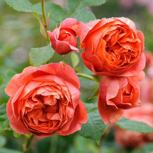 Rose 'Summer Song' English Shrub Rose 6L