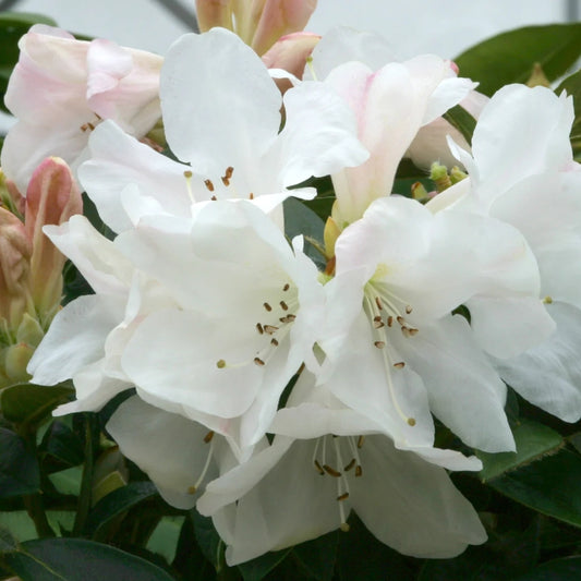 Rhododendron 'Tinkerbird' 3L