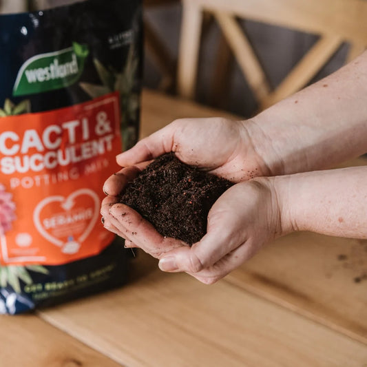 Westland Cacti & Succulent Potting Mix Peat Free 4L
