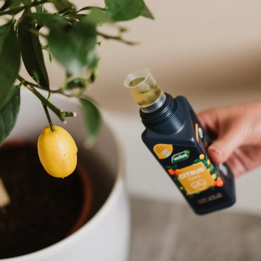 Westland Citrus Feed Concentrate 200ml