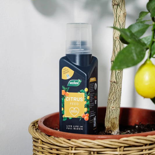 Westland Citrus Feed Concentrate 200ml